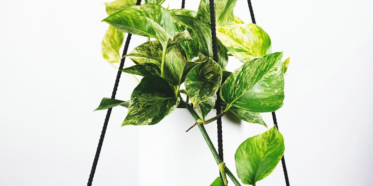 2026世界杯三大主办国美国、加拿大、墨西哥体育场馆建设最新进展